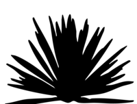silhouette of desert plants