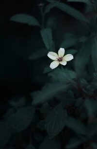 White flower signifying hope and healing from trauma and ptsd