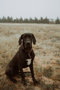 Dog Portrait-1