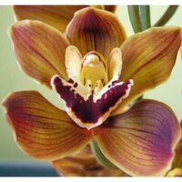Chocolate cymbidium orchid