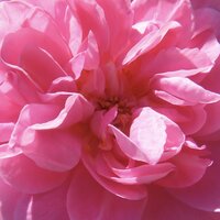 The center of a rich pink rose in full bloom, with sunlit petals