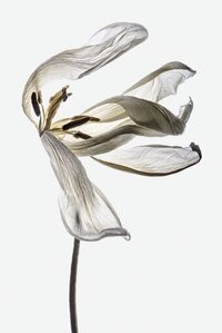 A close-up photograph of a dried tulip, with its delicate petals floating gently in the wind against a pure white background. The soft, organic texture of the petals contrasts with the simplicity of the backdrop, evoking a sense of natural beauty and timeless elegance. The image captures the essence of fluid motion, making it a perfect fit for creative web design or branding design focused on elegance and grace. It’s ideal for luxury branding, showcasing sophistication in minimalist art and design.