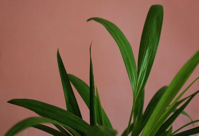green pink plant