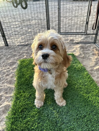 Charlie 