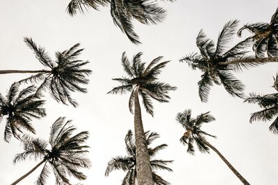pexels-jonathan-borba-3611515