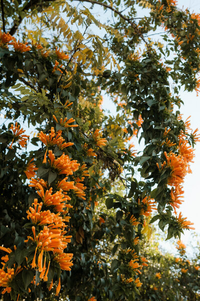 kaboompics_free-nature-backgrounds-tropical-plants-and-palms-mediterranean-warm-tones-wallpapers-37870
