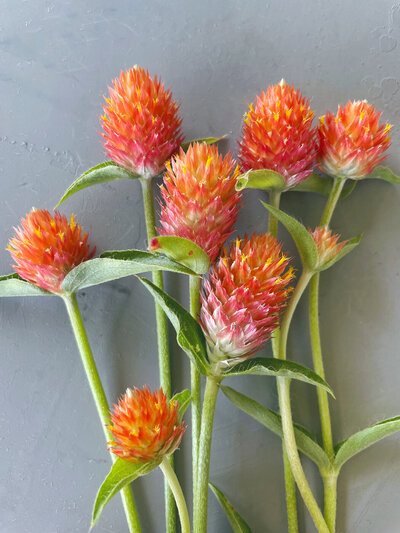 Flower Preservation, Crimson Clover Flower Farm