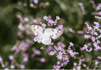 MM_butterflywithfloralpurple