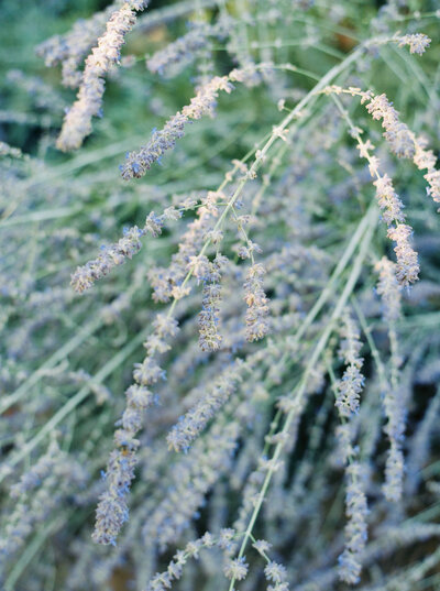 Kestral Vineyard | Derek Preciado Photography-162