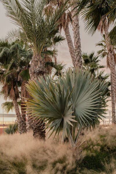 kaboompics_free-nature-backgrounds-tropical-plants-and-palms-mediterranean-warm-tones-wallpapers-37968