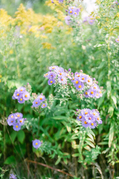 fallback shared on Invalid Date | purple wildflowers int he sunlight at windridge in upstate new york