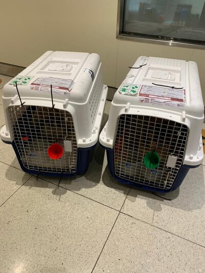 Global Pet Relocation, Worldwide Pet Transport (32)
