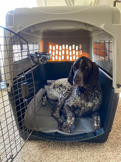 Global Pet Relocation, Worldwide Pet Transport (27)
