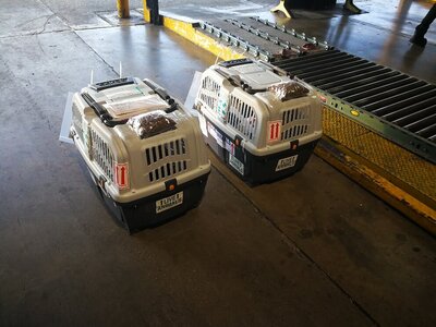 Global Pet Relocation, Worldwide Pet Transport (38)