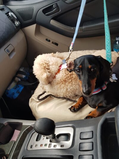 Global Pet Relocation, Worldwide Pet Transport (5)