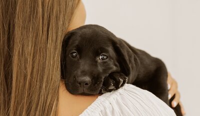 Tennessee-Dog-Labrador-Breeders (13)