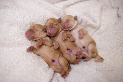 Guardian Homes UC Labradors