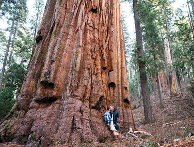 calaveras big trees sequoia engagement session
