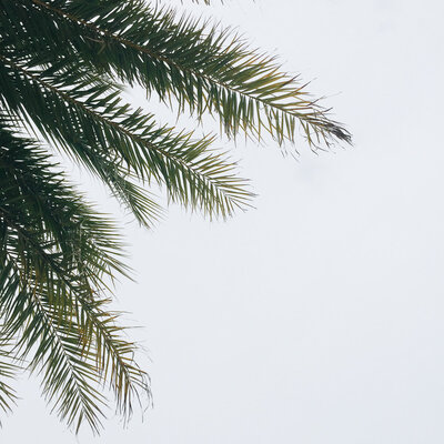Foliage-and-Greenery20-5
