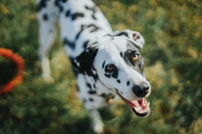 michael-walk-akfP79J4ono-unsplash