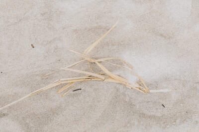 kaboompics_dried-grass-on-the-beach-18702