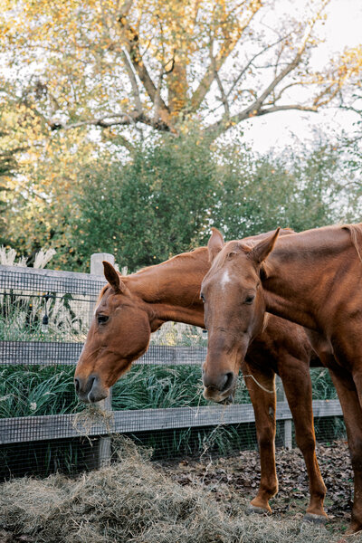 Family-Horses-Portraits-Erin-Belles-Photography-2025-12