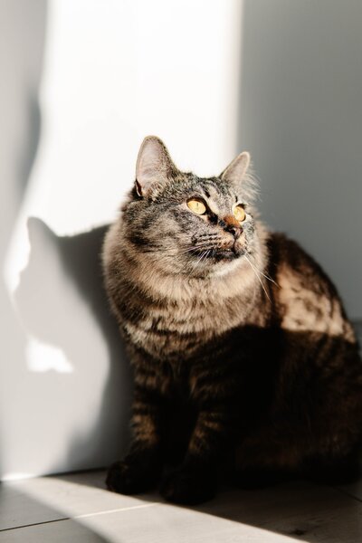 mathilde-langevin-Wqq49guX3ME-unsplash