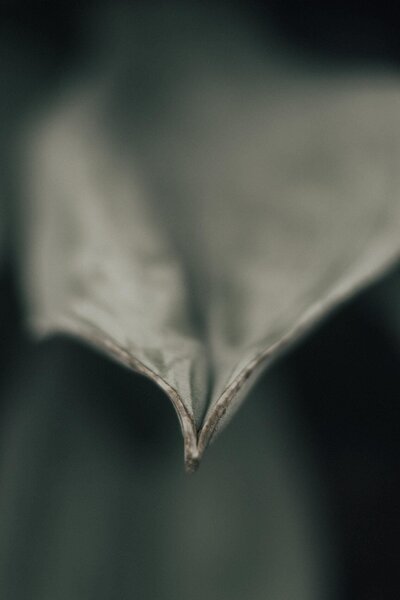 Burnt book