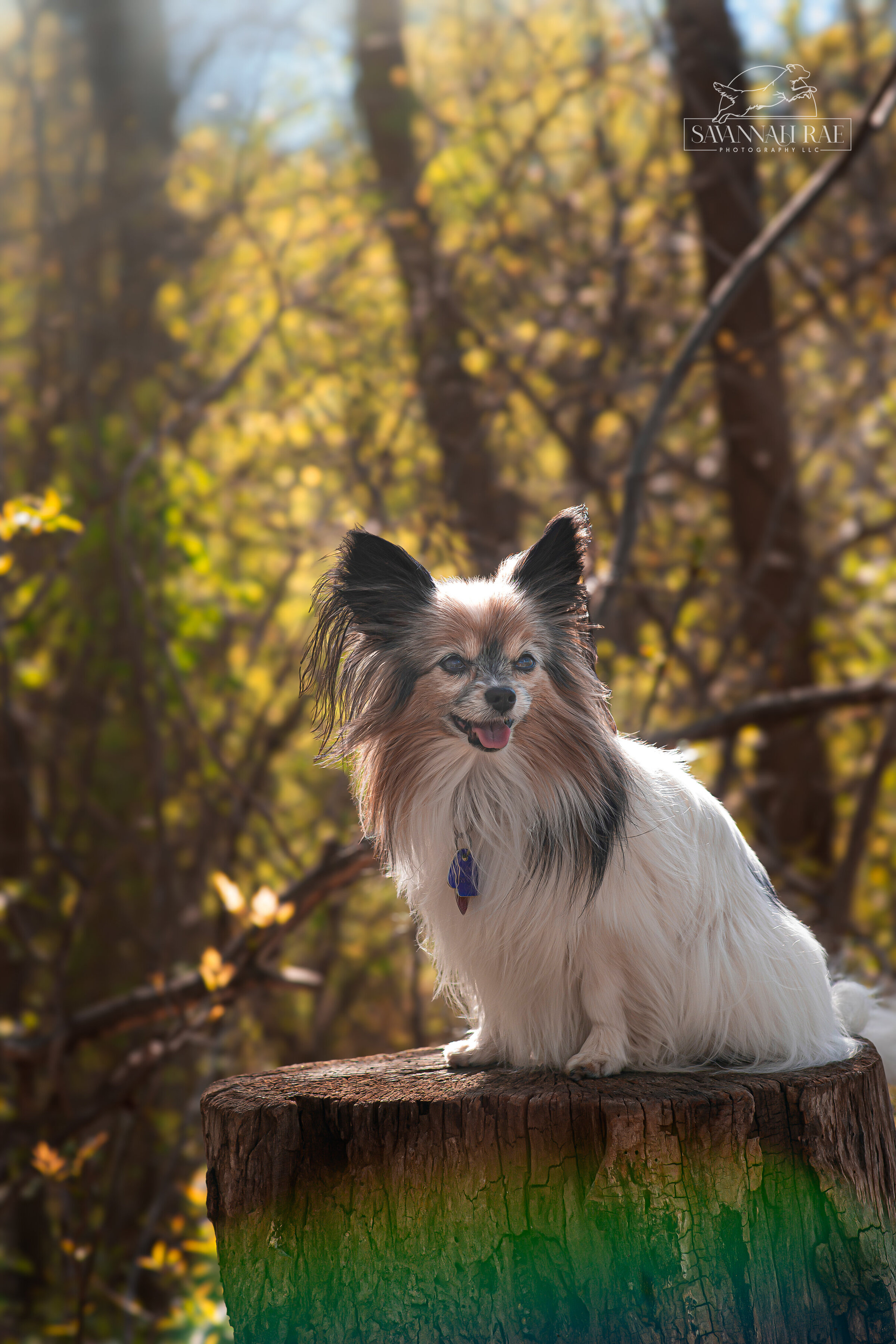 Canine Imagery-12