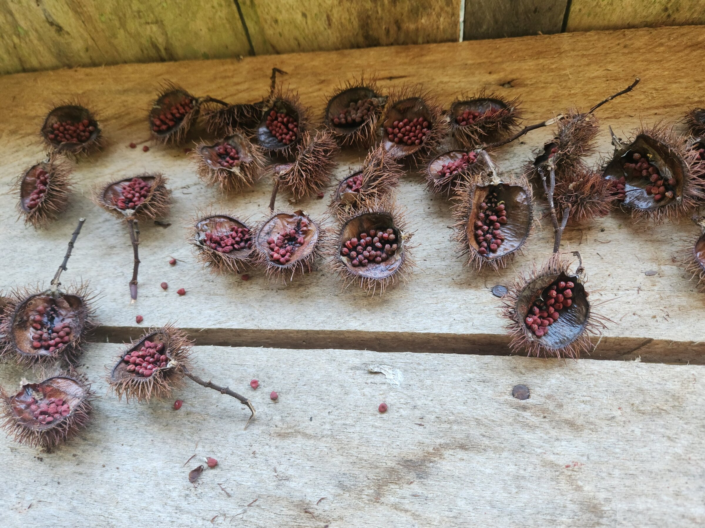 Achiote