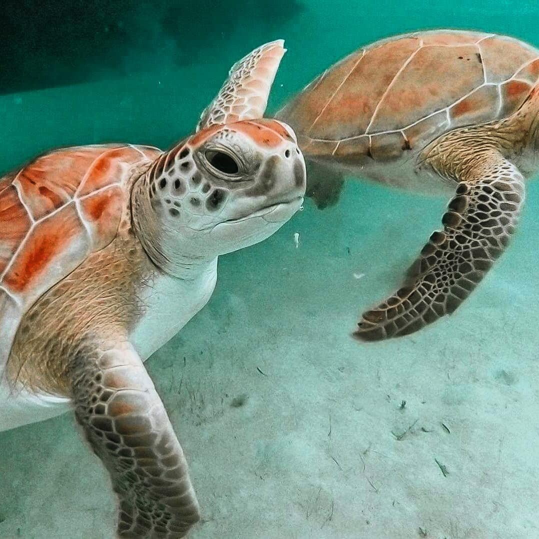 Bahamas Turtles