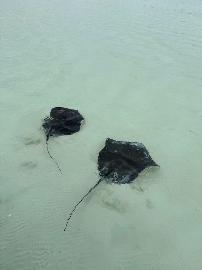 sting rays