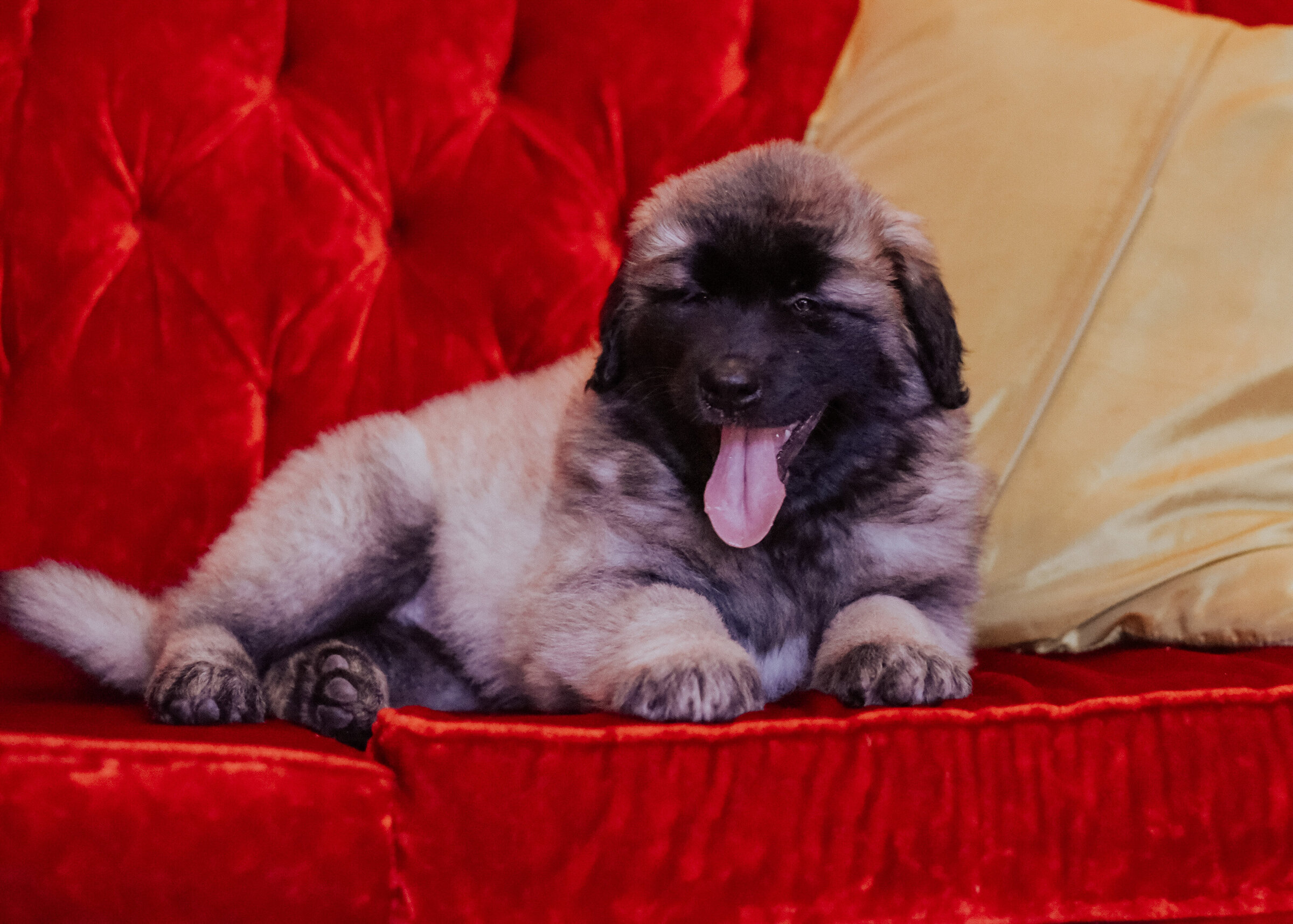 estrelamountaindogs.com Christmas Puppies-30