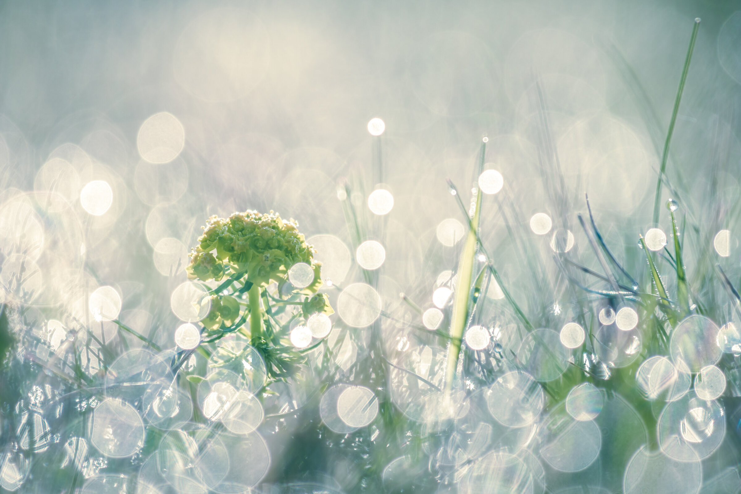 etherial, light dancing on meadow in the early dawn
