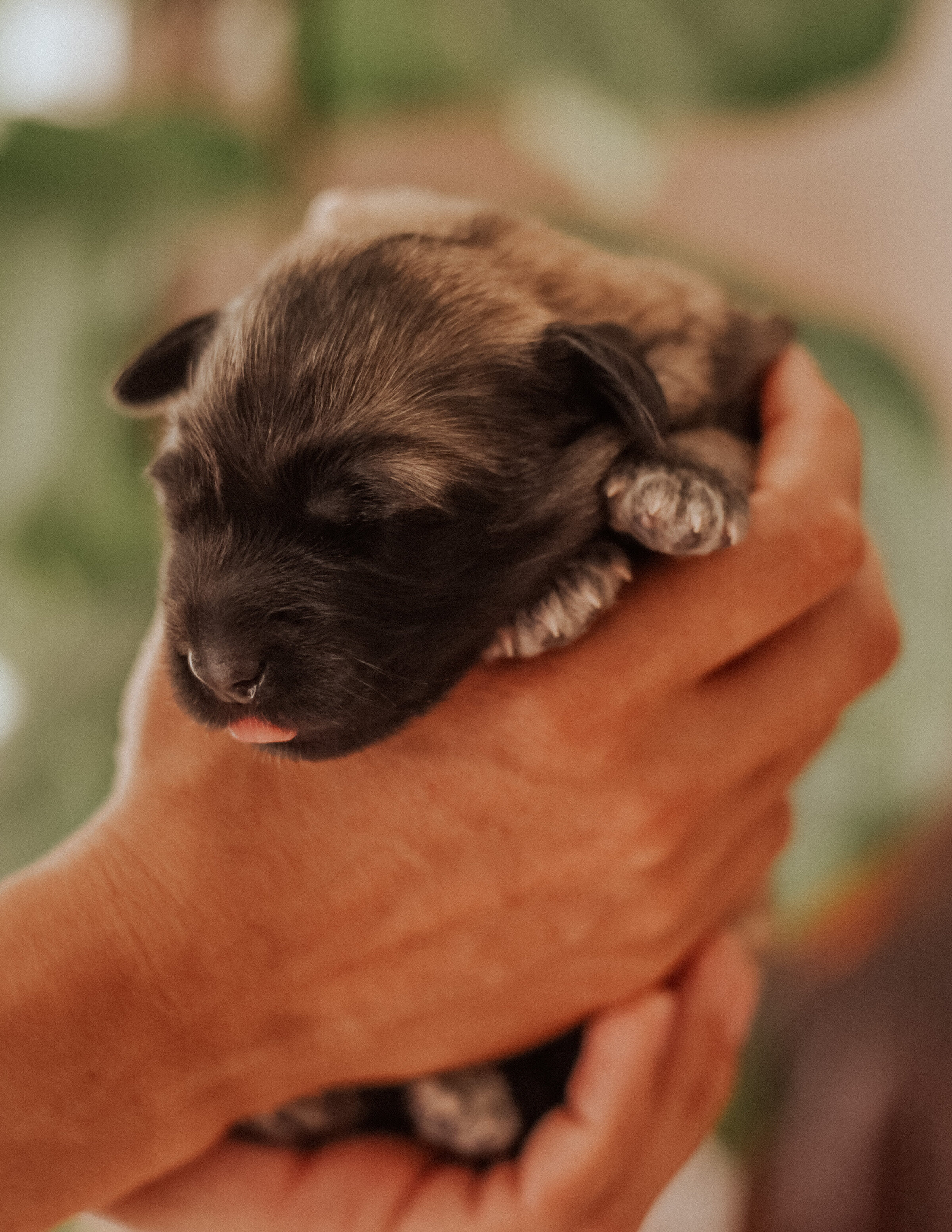 estrelamountaindogs.com Lagoa Litter A-10