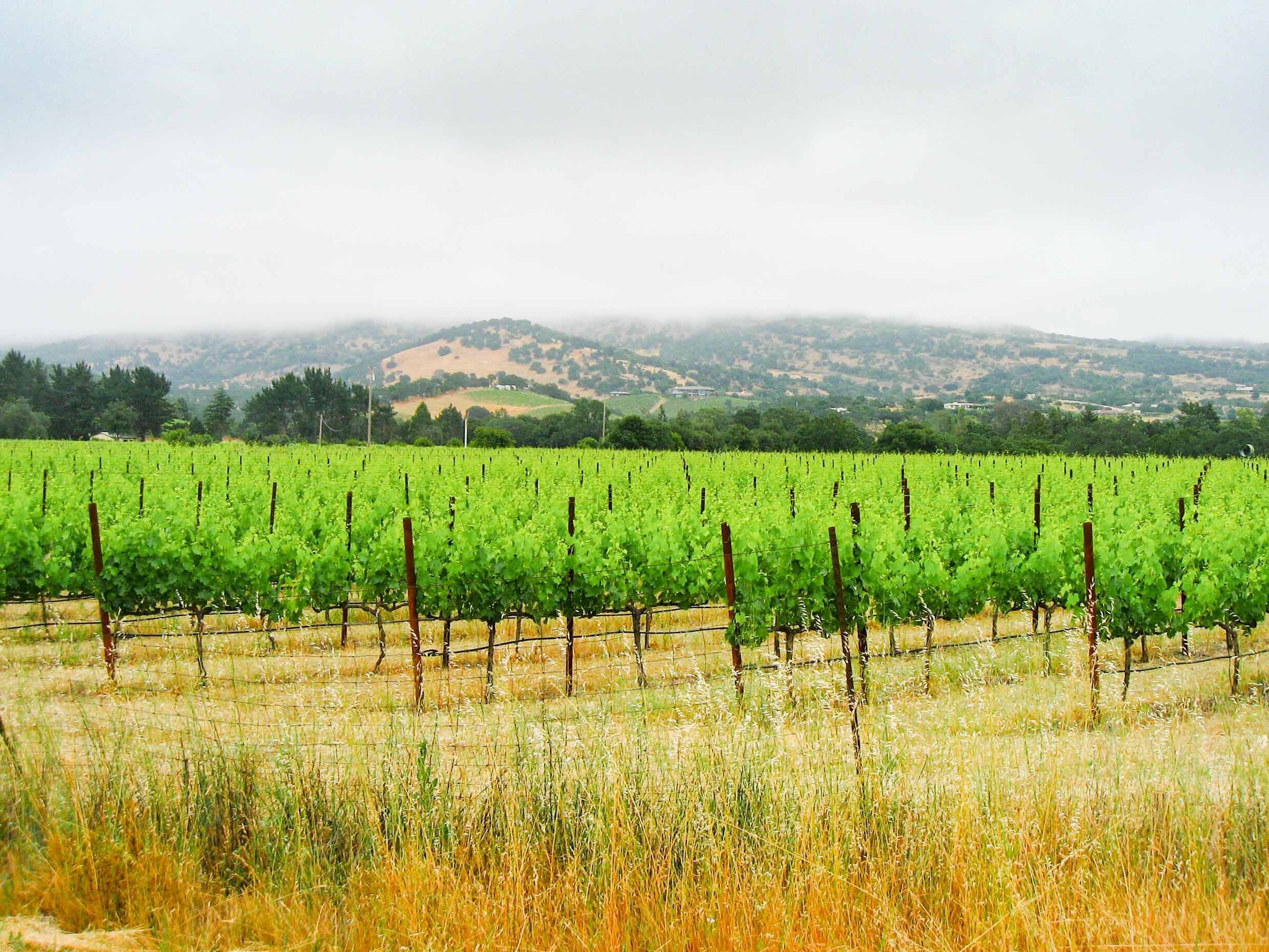 Napa wedding photographer