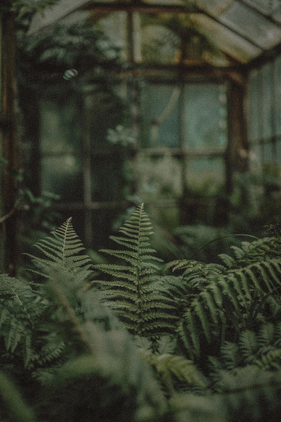 Greenhouse in the woods with huge green ferns and other plants growing well in the greenhouse