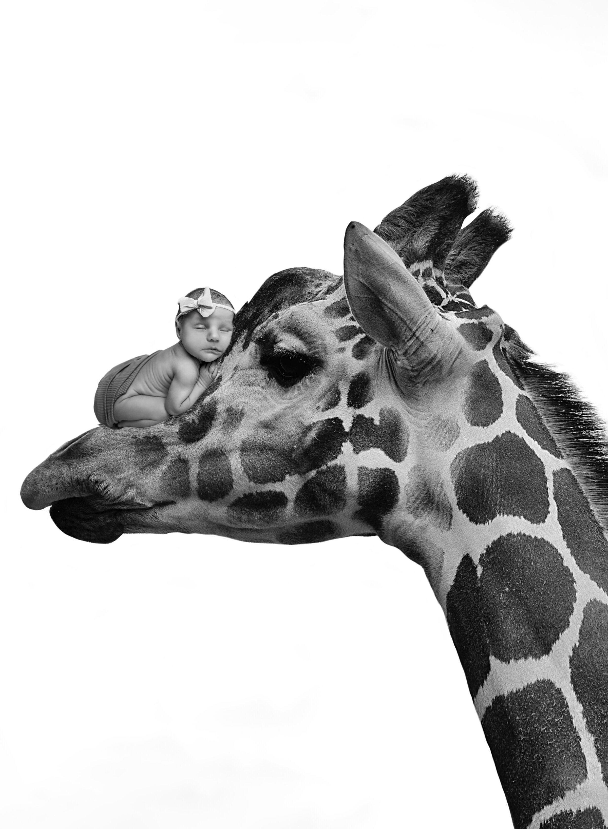 Giraffe Composite