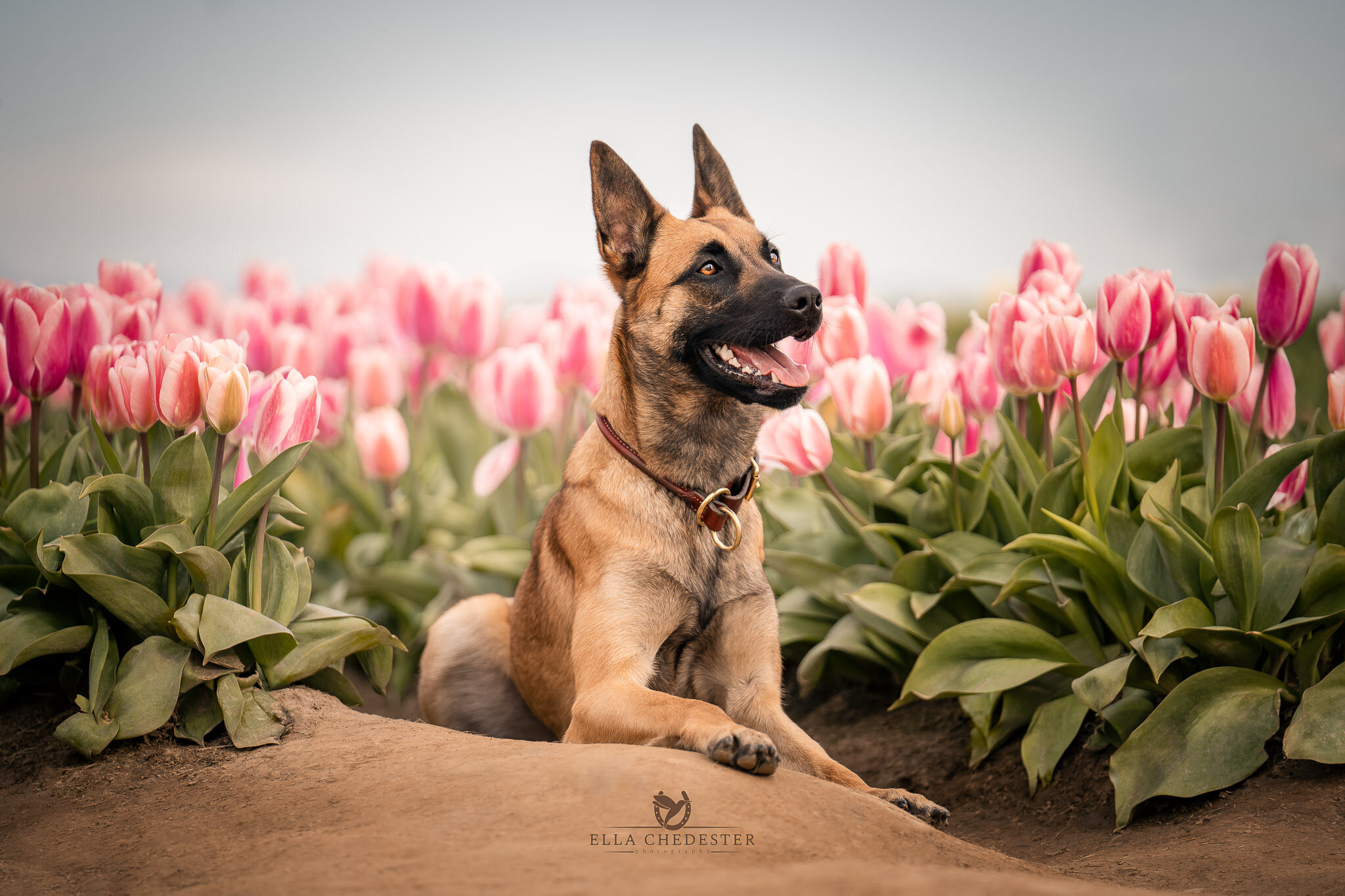 Wooden Shoe Tulip Festival Web Release (5)