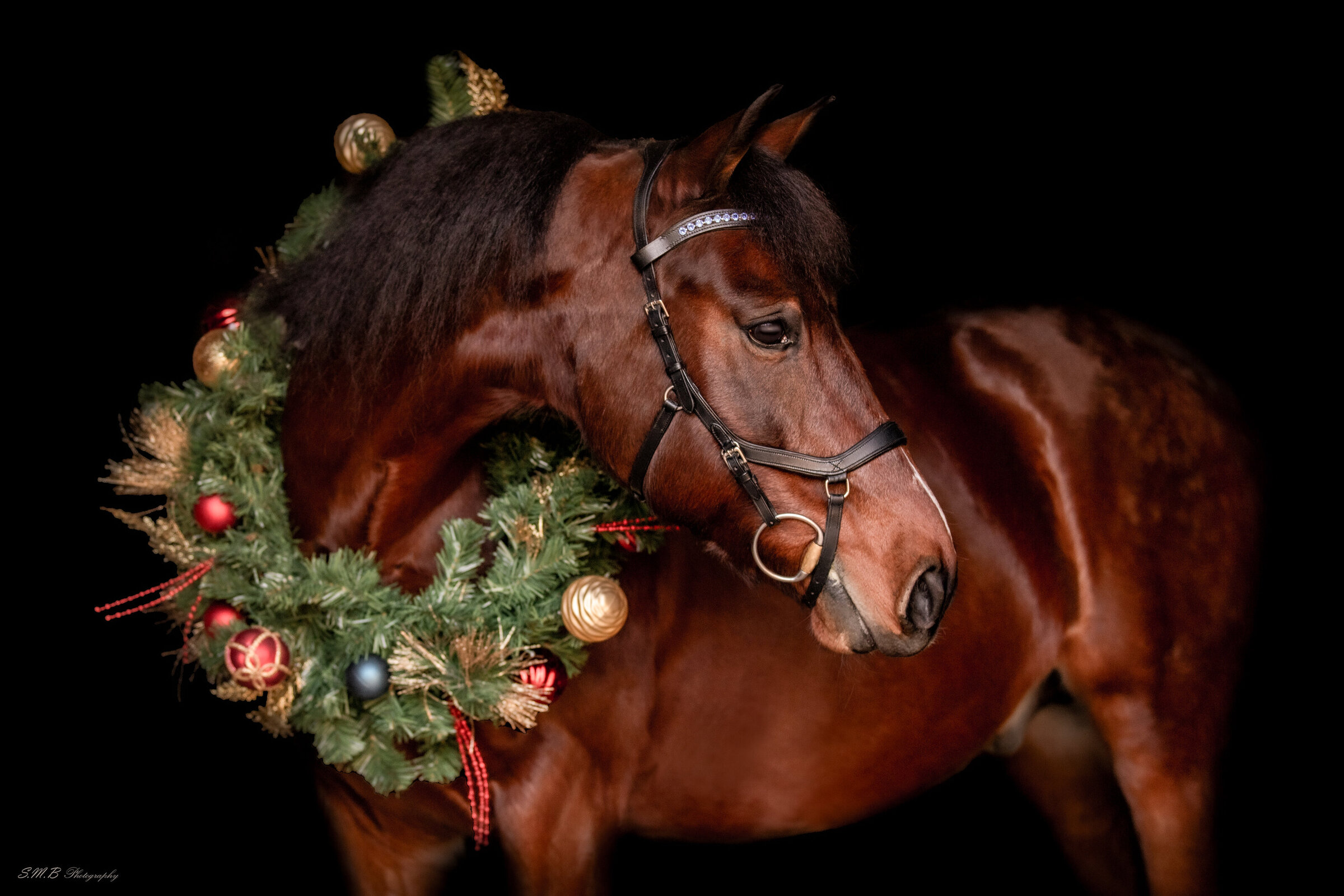 20241214-20241214-_MG_8921 copy