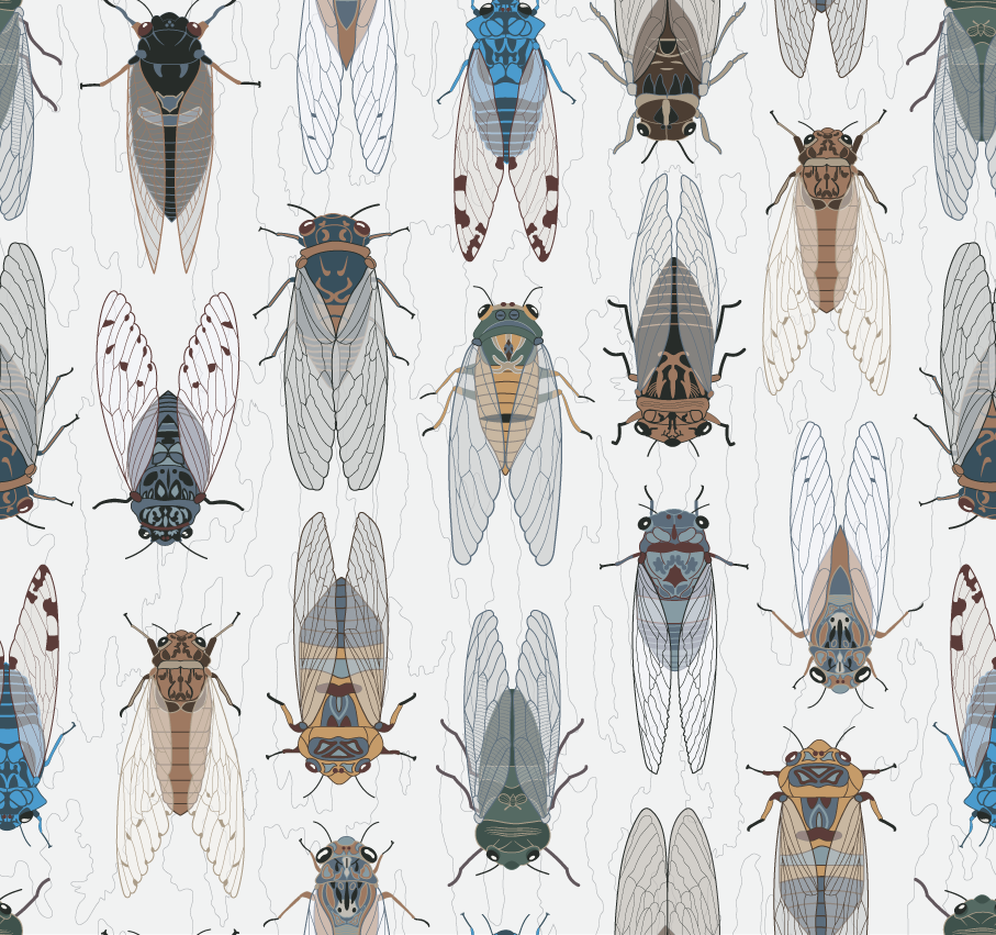 Cicadas