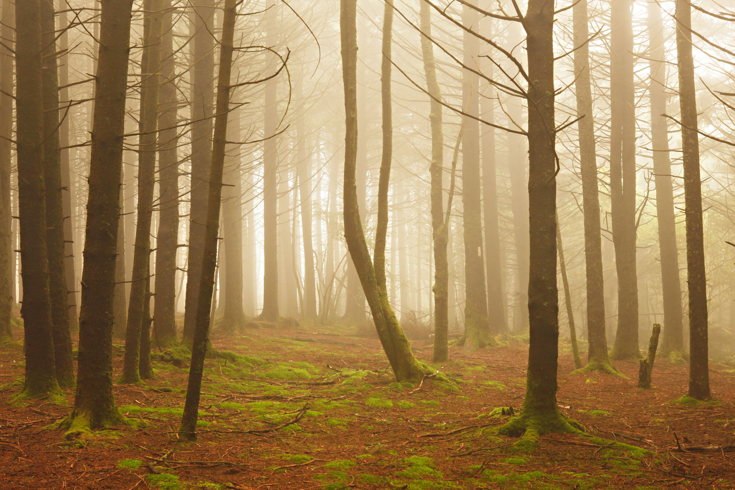 Emerald Forest by Michael Kaal Photography 