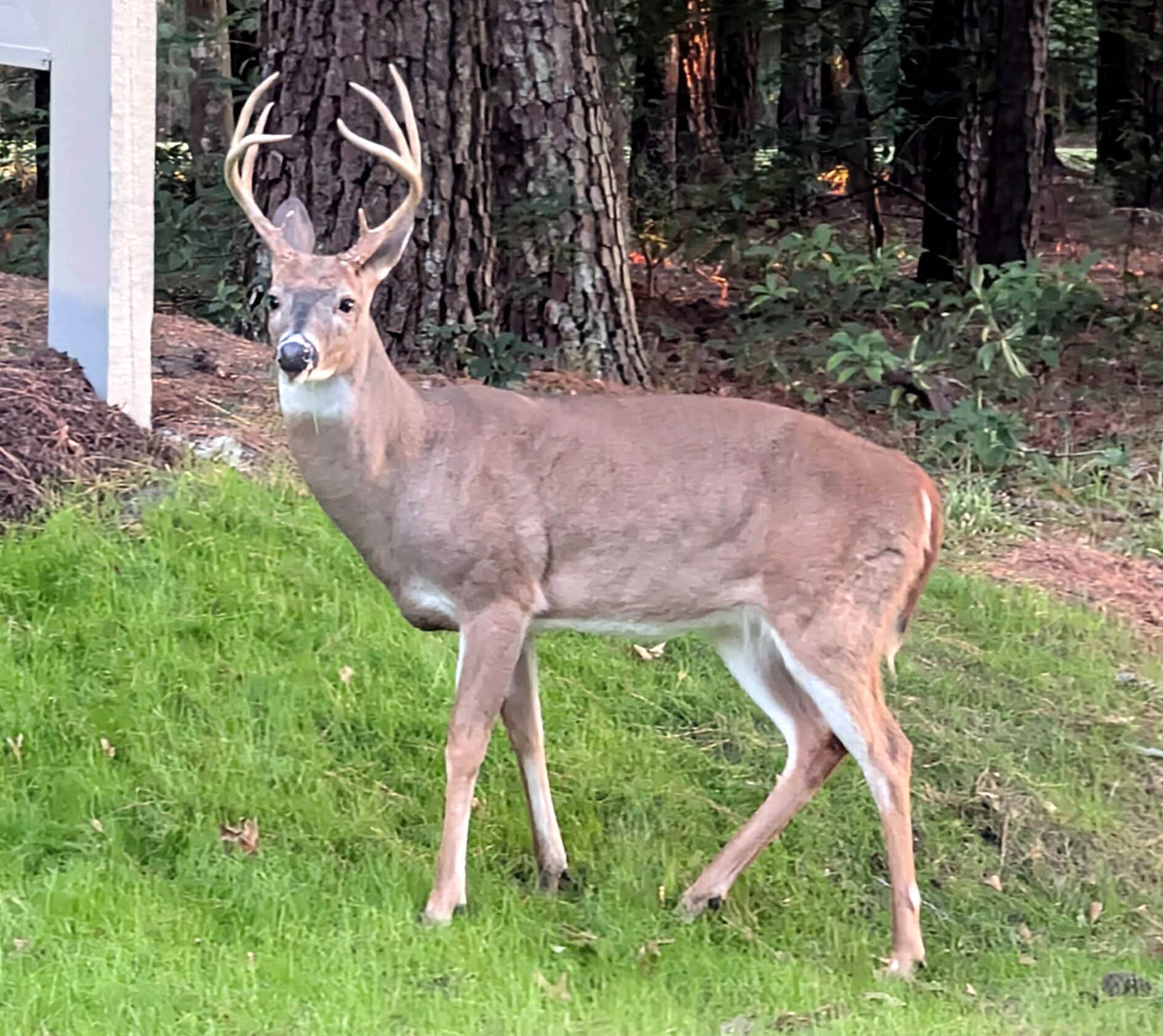 Deer #3_edited-1