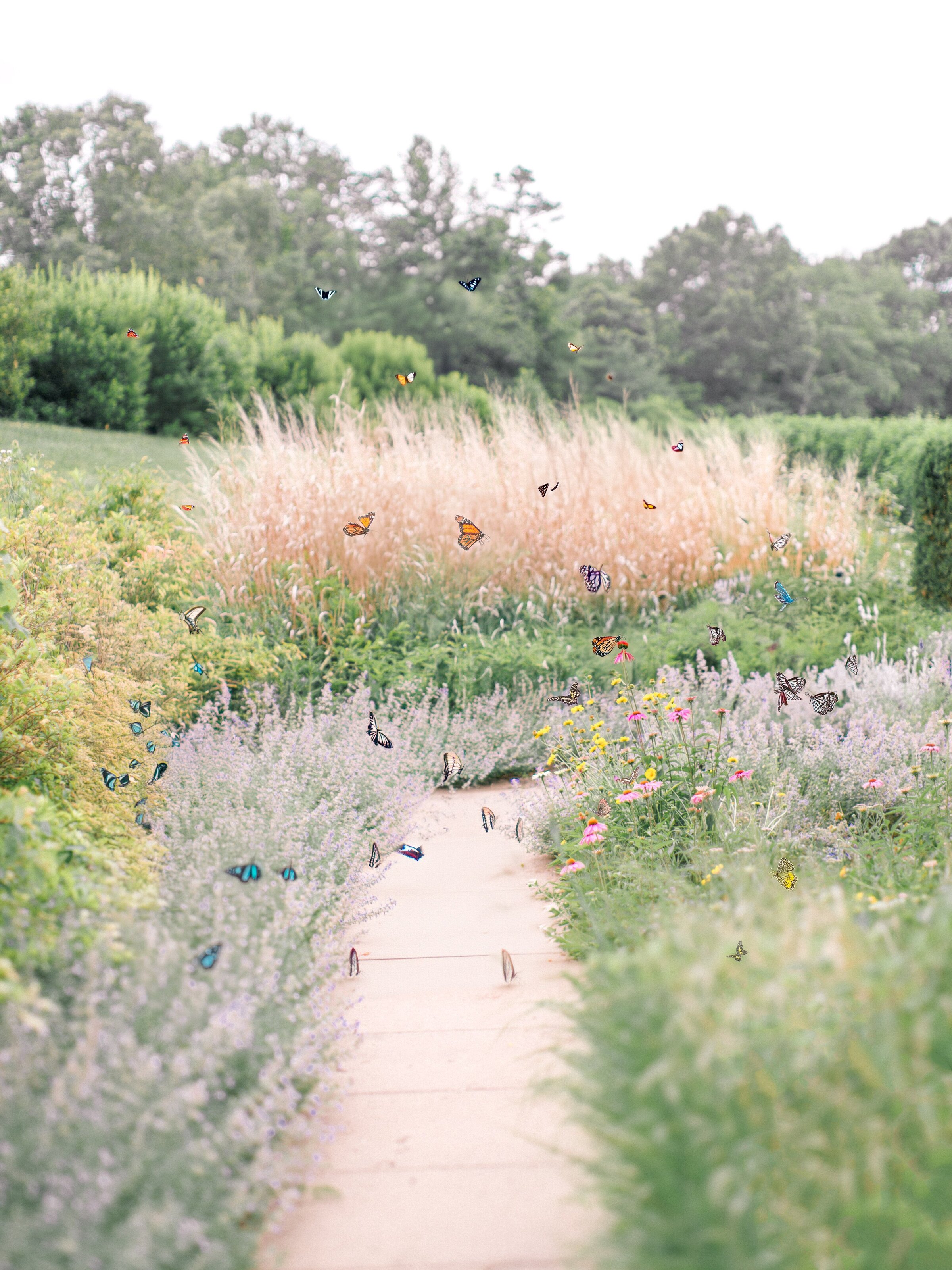 Pippin Hill Wedding Charlottesville Virginia Photographer_29