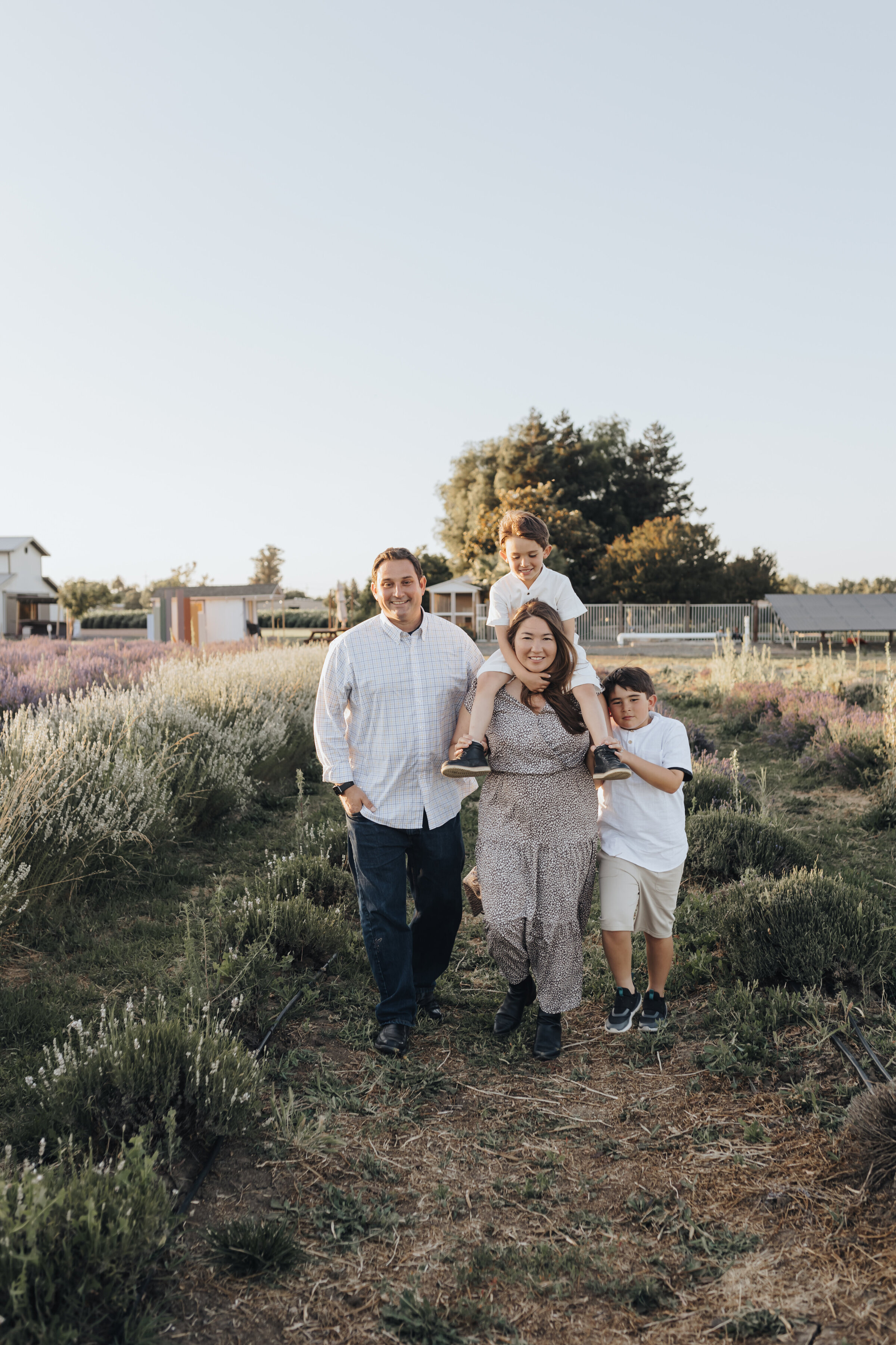 Family walks together in the lavender field