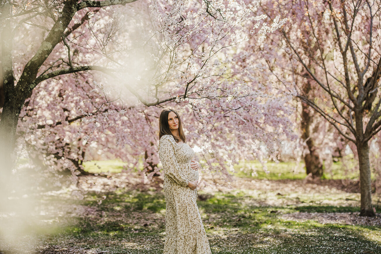 pregnant woman poses in cherry blossoms in boston