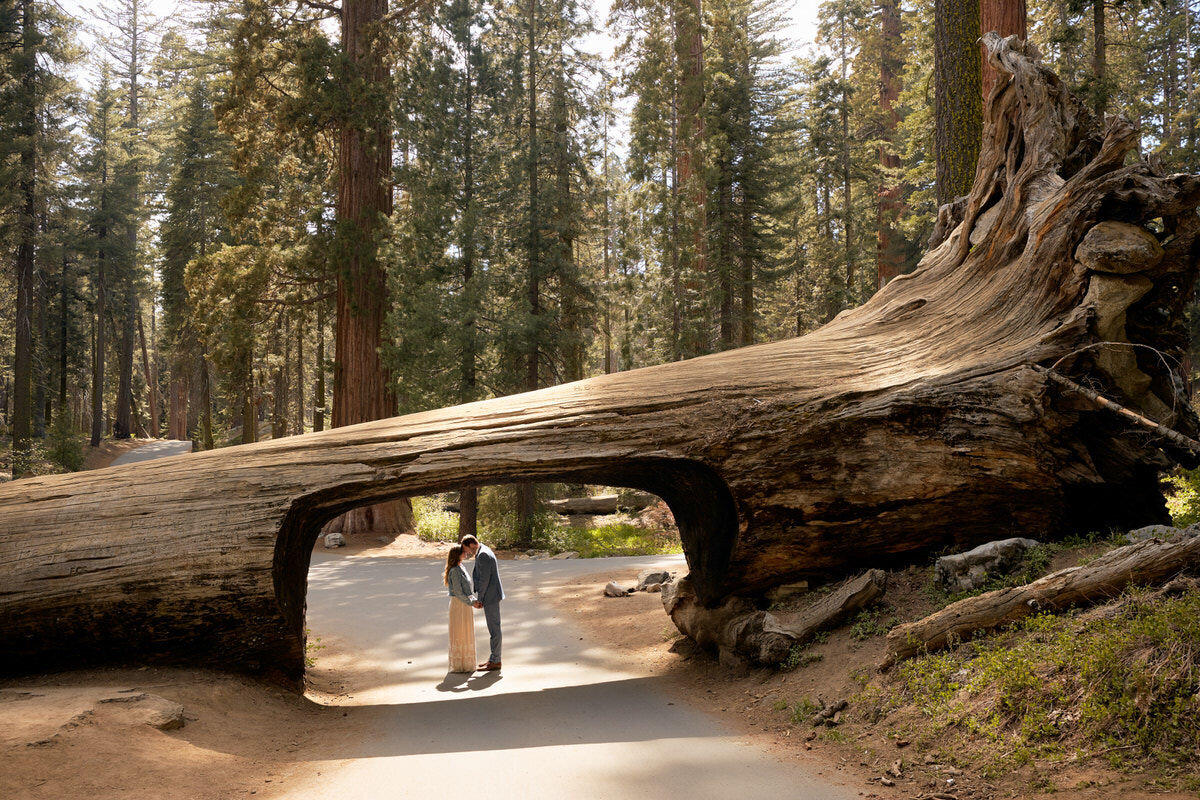 Sequoia National Park Elopement