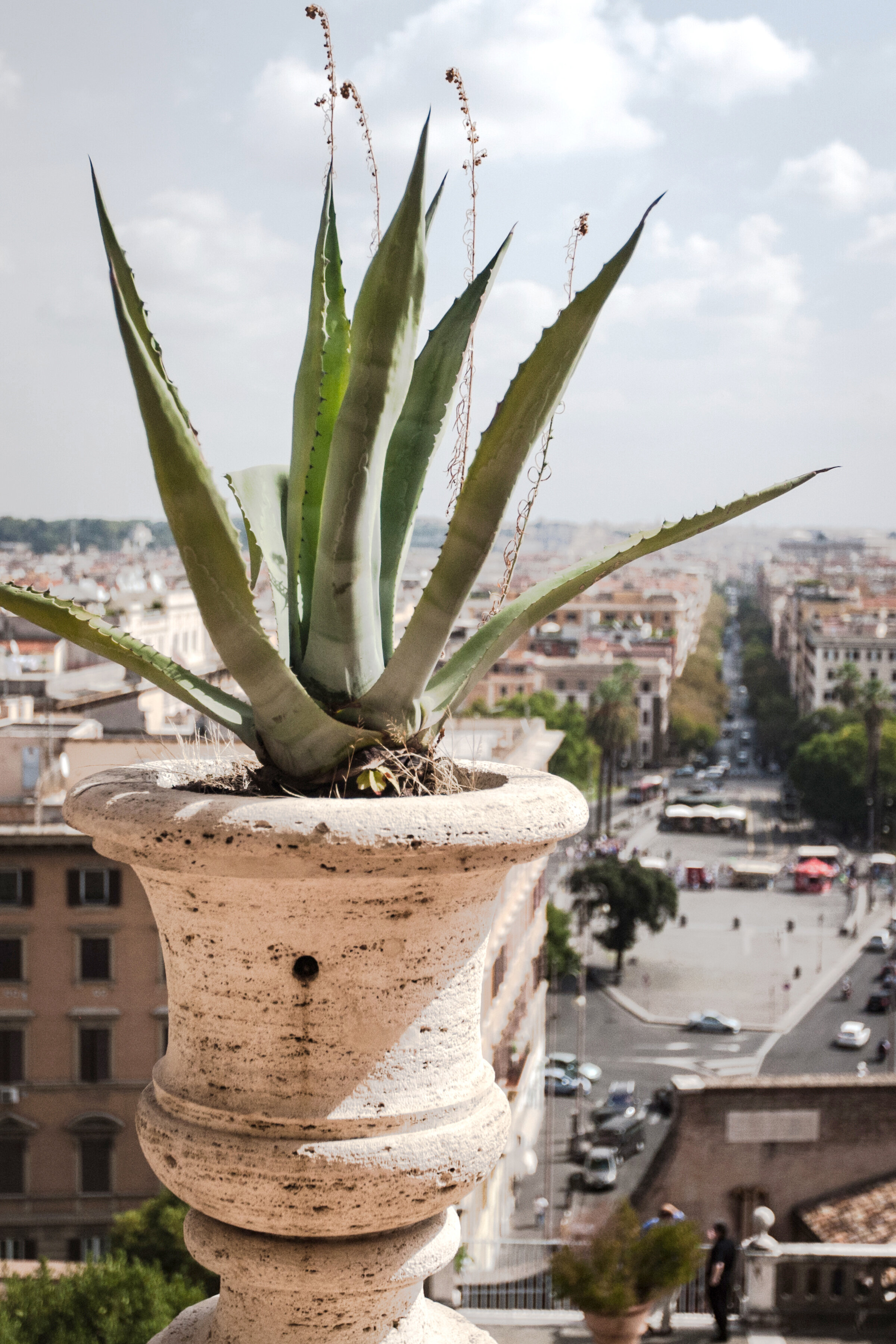 vaticansucculent