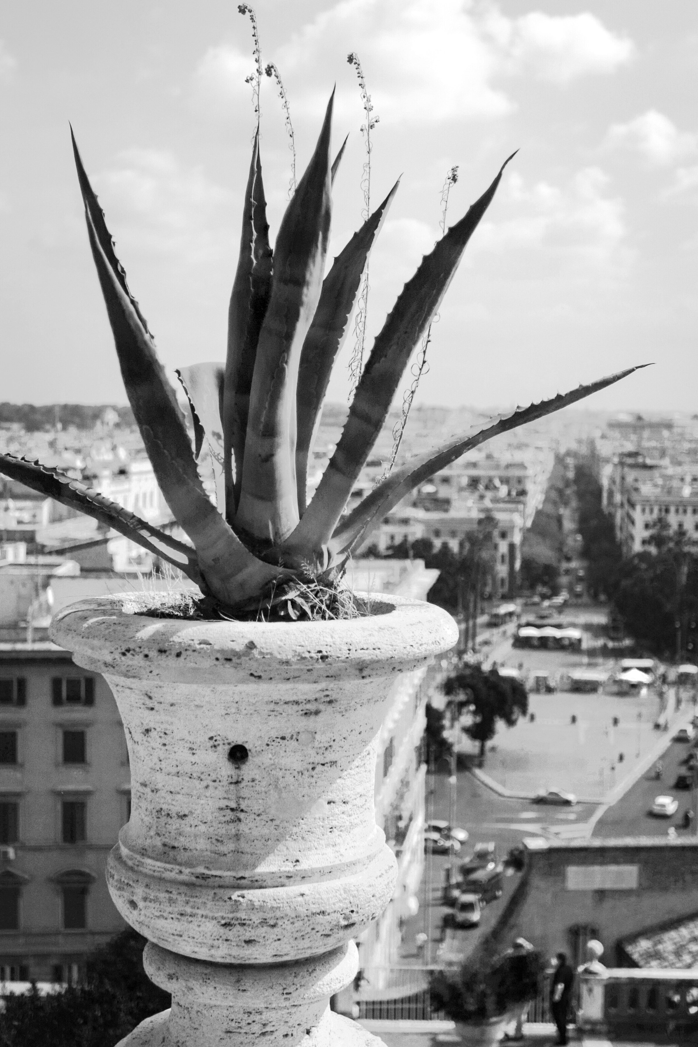 vaticansucculent