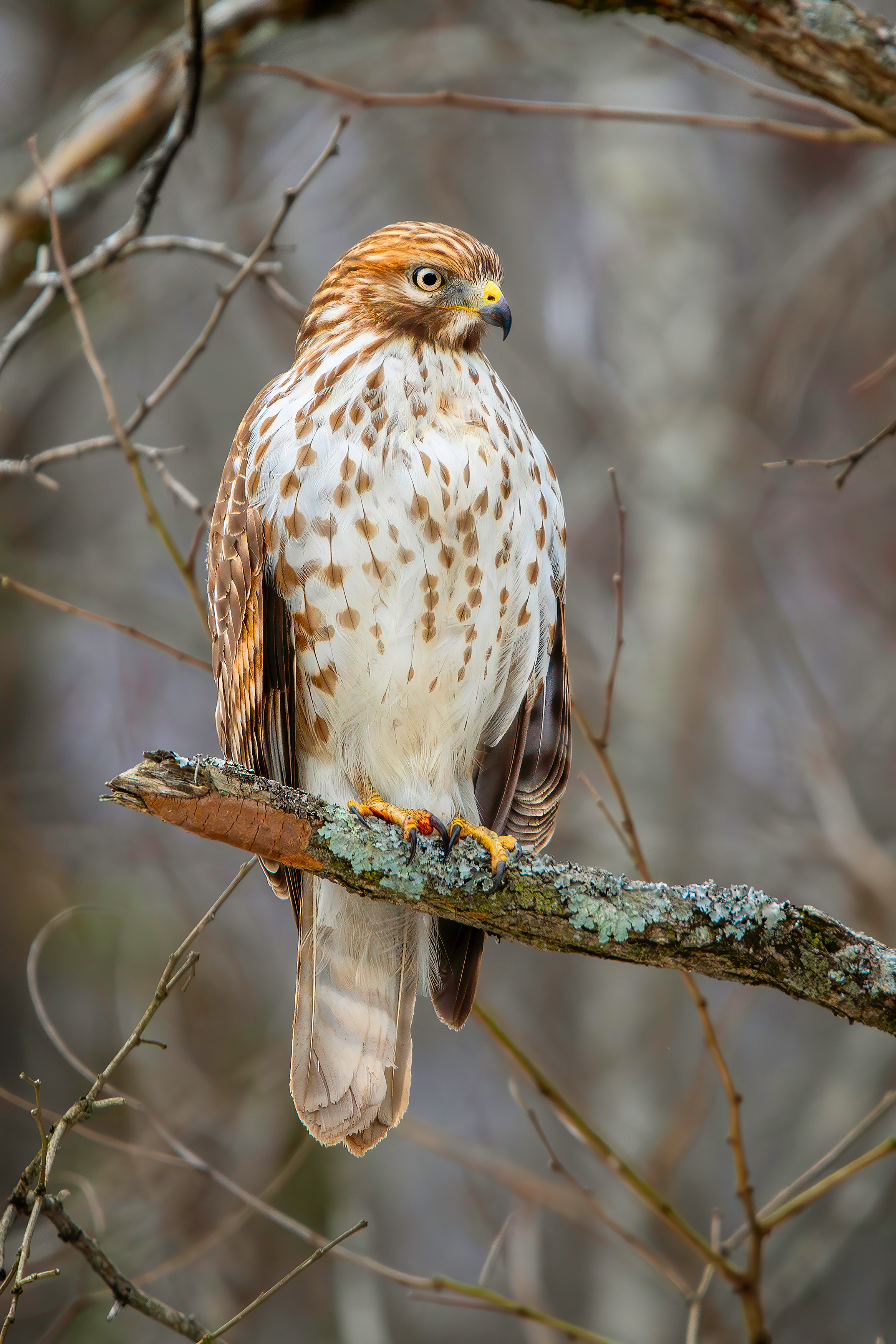 Red Tail Hawk by Michael Kaal Photography 